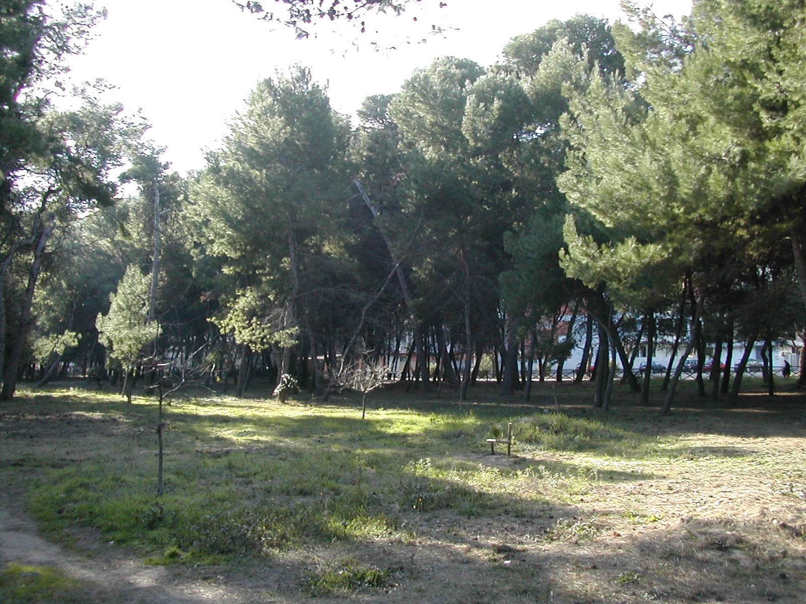 Pineta di Santa Filomena